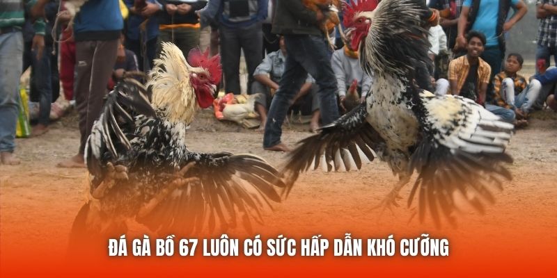 Đá gà bồ 67 luôn có sức hấp dẫn khó cưỡng